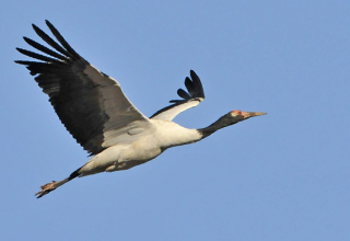 Birding