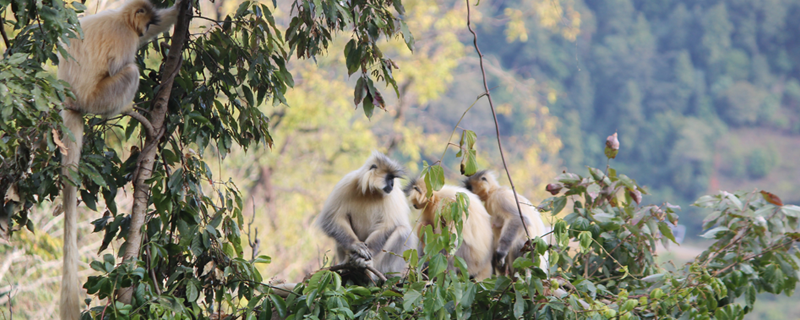 Wildlife